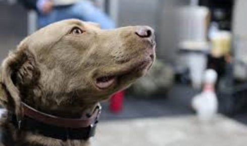 Obedience Support for Adopted Dogs Phoenix: Proven Training Guide 